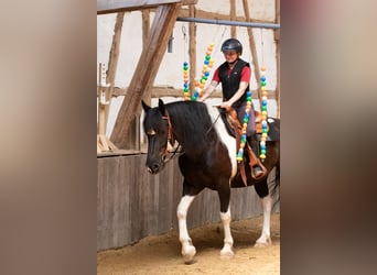 Barockpinto, Wallach, 6 Jahre, 165 cm, Schecke