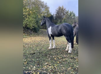 Barockpinto, Wallach, 6 Jahre, 170 cm, Schecke
