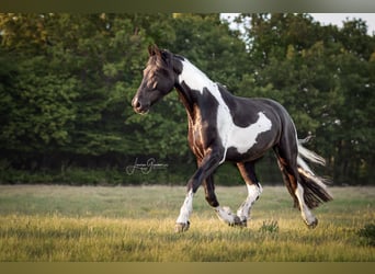Barockpinto, Wallach, 6 Jahre, 179 cm, Schecke