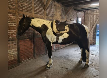 Barockpinto, Wallach, 6 Jahre, 179 cm, Schecke