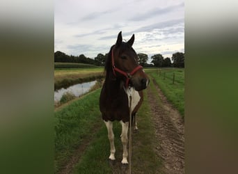 Barockpinto Mix, Wallach, 7 Jahre, 152 cm, Schecke