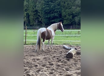 Barockpinto Mix, Wallach, 8 Jahre, 163 cm, Schecke