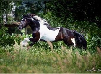Barockpinto, Wallach, 8 Jahre, 164 cm, Schecke