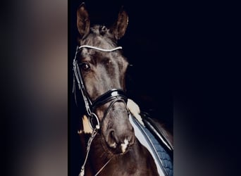 Barockpinto, Wallach, 8 Jahre, 168 cm, Schecke