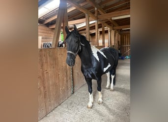 Barockpinto, Wallach, 9 Jahre, 155 cm, Schecke