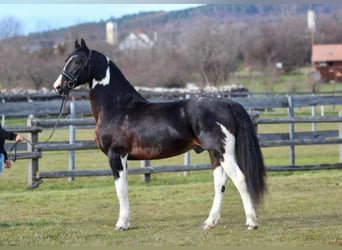Barockpinto, Wallach, 9 Jahre, 167 cm
