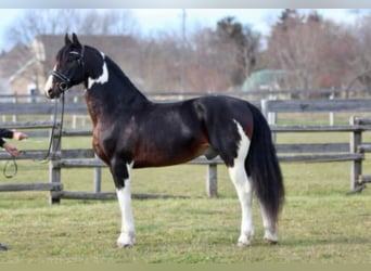 Barockpinto, Wallach, 9 Jahre, 167 cm