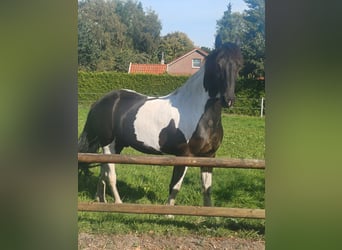 Barockpinto, Wallach, 9 Jahre, 168 cm, Schecke