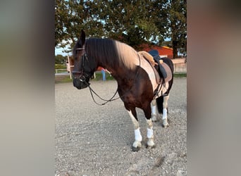 Barockpinto, Wallach, 9 Jahre, 168 cm, Schecke