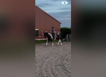 Barockpinto, Wallach, 9 Jahre, 168 cm, Schecke