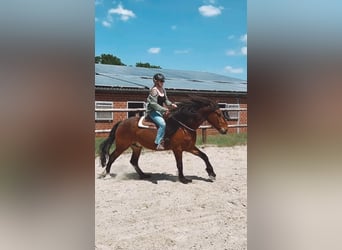 Barockpinto Mix, Wallach, 9 Jahre, 175 cm, Brauner