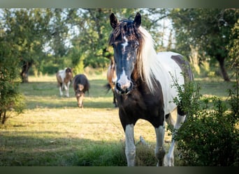 Barokowy pinto, Klacz, 12 lat, 165 cm, Tobiano wszelkich maści