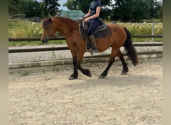 Barokowy pinto Mix, Klacz, 14 lat, 142 cm, Gniada