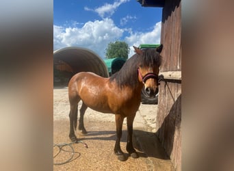 Barokowy pinto Mix, Klacz, 14 lat, 142 cm, Gniada