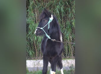 Barokowy pinto, Klacz, 1 Rok, 165 cm