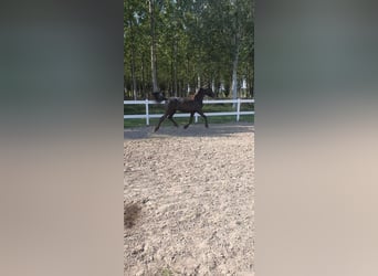 Barokowy pinto, Klacz, 1 Rok, 165 cm, Tarantowata