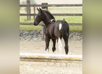 Barokowy pinto, Klacz, 1 Rok, 166 cm, Srokata