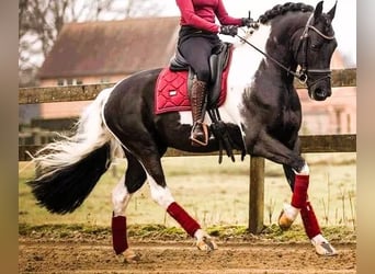 Barokowy pinto, Klacz, 1 Rok, 166 cm, Srokata