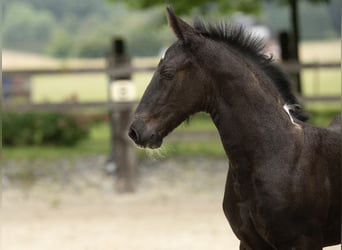 Barokowy pinto, Klacz, 1 Rok, 166 cm, Srokata