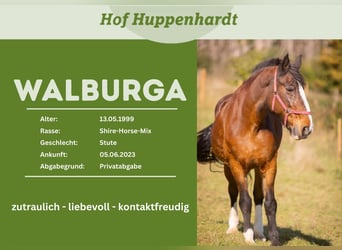 Barokowy pinto Mix, Klacz, 27 lat, 174 cm, Gniada