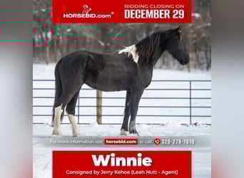 Barokowy pinto, Klacz, 2 lat, 150 cm, Kara