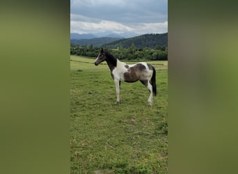 Barokowy pinto, Klacz, 2 lat, 160 cm, Srokata