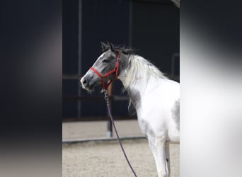 Barokowy pinto Mix, Klacz, 2 lat, Srokata