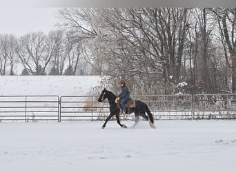 Barokowy pinto, Klacz, 3 lat, 150 cm, Kara