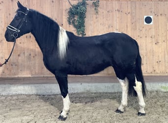 Barokowy pinto, Klacz, 3 lat, 157 cm, Srokata