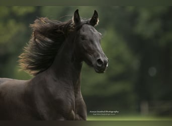 Barokowy pinto, Klacz, 3 lat, 158 cm, Kara