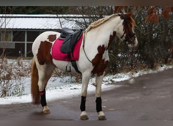 Barokowy pinto, Klacz, 6 lat, 158 cm, Srokata