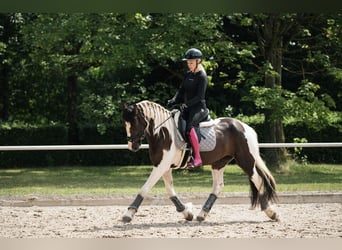 Barokowy pinto, Klacz, 6 lat, 162 cm, Tobiano wszelkich maści