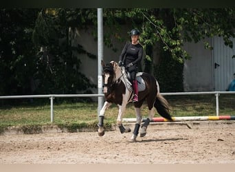 Barokowy pinto, Klacz, 6 lat, 162 cm, Tobiano wszelkich maści