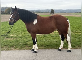 Barokowy pinto, Klacz, 7 lat, 158 cm, Srokata