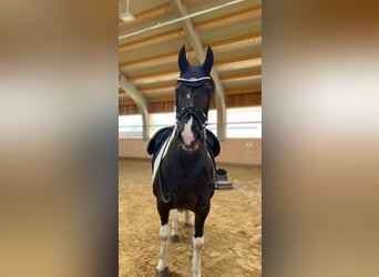 Barokowy pinto, Klacz, 8 lat, 158 cm, Srokata