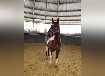 Barokowy pinto Mix, Klacz, 9 lat, 160 cm