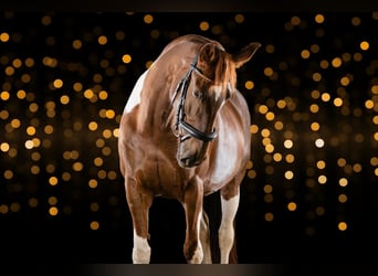 Barokowy pinto Mix, Klacz, 9 lat, 160 cm