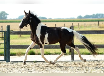 Barokowy pinto Mix, Ogier, 1 Rok, 155 cm, Tobiano wszelkich maści