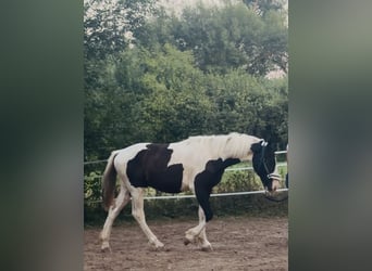 Barokowy pinto, Ogier, 1 Rok, 160 cm, Srokata