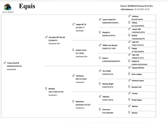 Barokowy pinto, Ogier, 1 Rok, Tobiano wszelkich maści