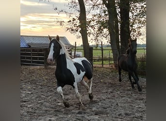 Barokowy pinto, Ogier, 2 lat, 158 cm, Srokata