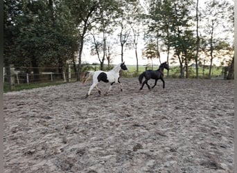 Barokowy pinto, Ogier, 2 lat, 158 cm, Srokata