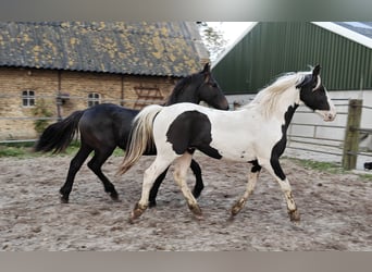 Barokowy pinto, Ogier, 2 lat, 158 cm, Srokata