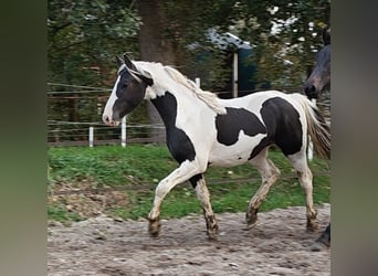 Barokowy pinto, Ogier, 2 lat, 158 cm, Srokata