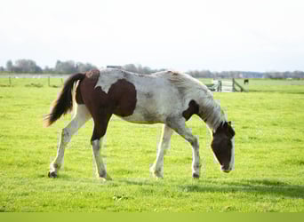 Barokowy pinto, Ogier, 2 lat, 160 cm, Overo wszelkich maści