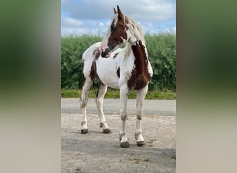 Barokowy pinto, Ogier, 2 lat, 164 cm, Sabino