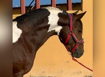 Barokowy pinto, Ogier, 3 lat, 155 cm, Srokata