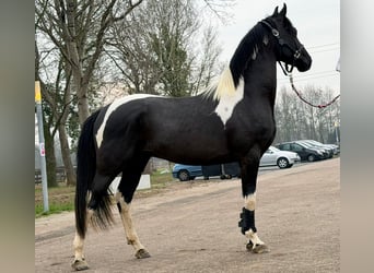 Barokowy pinto, Ogier, 3 lat, 160 cm, Srokata