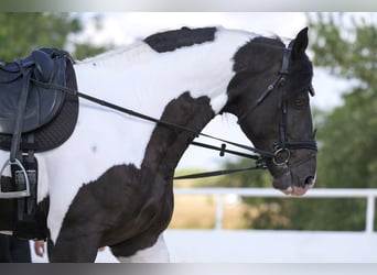 Barokowy pinto, Ogier, 4 lat, 170 cm, Tobiano wszelkich maści