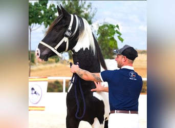 Barokowy pinto, Ogier, 4 lat, 170 cm, Tobiano wszelkich maści